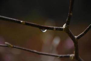 gota de lluvia en una rama de árbol de magnolia en primavera foto