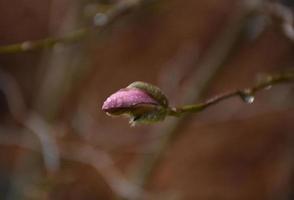 Water Droplets on a Budding Pink Magnolia Blossom photo