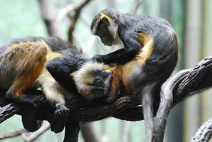 Two Wolf's Mona Monkeys Grooming Each Other on a Branch photo