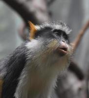 Confused Look on the Face of Wolf's Mona Monkey photo