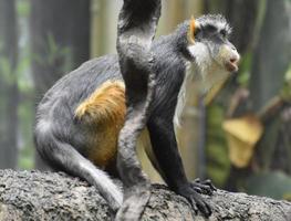 Wolf's Mona Monkey Holding On To a Tree Trunk photo