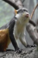 Fantastic Close Up of a Wolf's Guenon Monkey photo