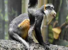 Wolf's Guenon Monkey is a Member of the Primate Family photo