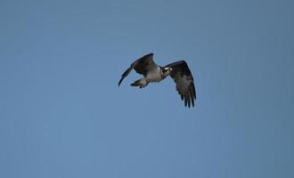 águila pescadora con sus alas batiendo foto