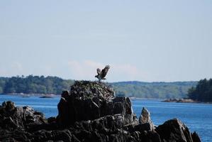 Osprey Bird Landing on a Rock Nest photo