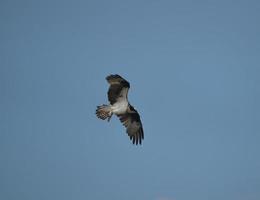 águila pescadora volando en el cielo foto