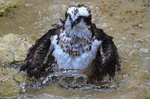 águila pescadora chapoteando en el agua foto