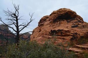 Silhouetted Tree and a Red Rock Formation photo