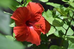 Beautiful Red Hibiscus Flower Blooming in a Garden photo
