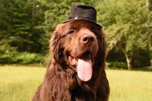 tonto perro marrón de Terranova con un sombrero de copa negro foto