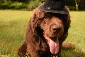 Brown Newfoundland Dog with a Top Hat photo