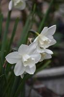 Paper White Daffodils Flowering in the Spring photo