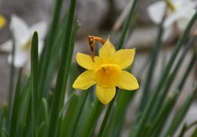 Flowering Yellow Daffodil Blossom in the Spring photo