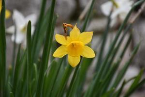 Pretty Yellow Daffodil Blossom in Early Spring photo