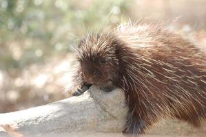 Brown Porcupine on a Fallen Log photo