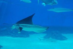 raya manchada deslizándose a través de las aguas azul aguamarina foto