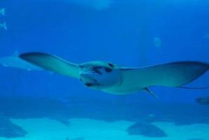 Stingray Gliding Through the Ocean Waters photo