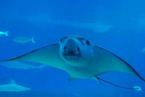 increíble rayo nadando en el mar azul profundo foto