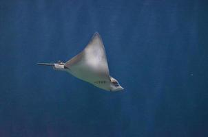 Stingray with a Short Barbed Tail Swimming Underwater photo