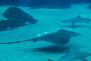 rayas nadando con tiburones a lo largo del lecho marino arenoso foto
