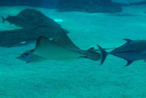 mantarraya manchada en blanco y negro en las aguas acuáticas foto