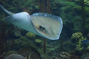 raya deslizándose bajo las aguas del océano foto