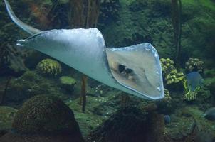 Fantastic Look at a Large Stingray Moving Underwater photo