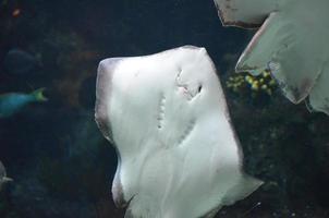 Fleshy White Underside of a Stingray that Shows It's Face photo