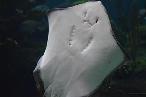 Belly and Underside of a Ray in The Ocean photo