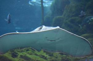 Looking at the Underside of a Stingray Underwater photo