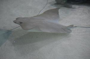 Solid Gray Stingray on the Sandy Ocean Bottom photo