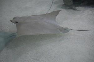 Solid Gray Stingray Following the Sandy Ocean Bottom photo