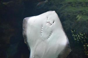 White Soft Underside of a Ray Underwater photo