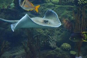 Scuba Diving Along a Coral Reef with Stingray and Fish photo