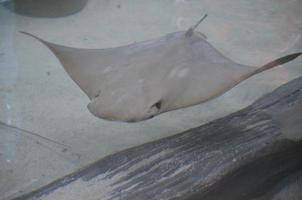 Stingray Swimming Beside an Old Piece of Wood on the Sandy Ocean Floor photo