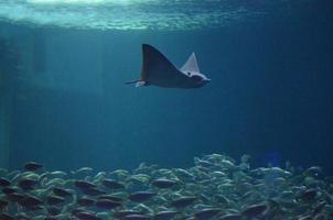 Stingray Swimming Above a School of Fish photo