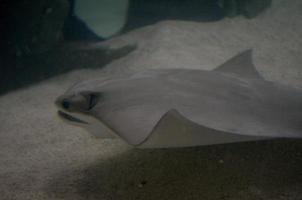 Stingray Following Along the Ocean Floor photo