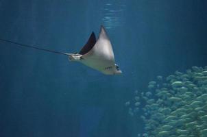 Stingray Diving Deep Towards a School of Fish photo