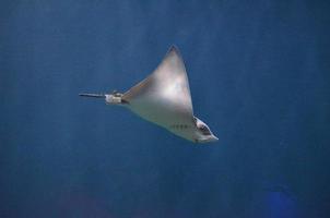 Gray Ray Moving It's Pectoral Fins Through The Water photo