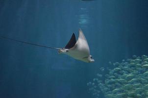 Stingray Swimming With a School of Fish photo