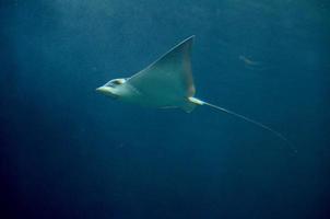 Gliding Ray Moving Under The Ocean's Depths photo