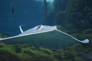 Amazing View of a Stingray Swimming Right At You photo