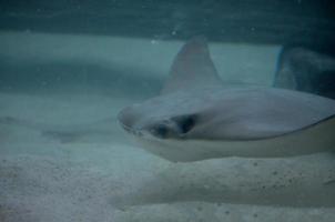 Solid Gray Stingray on the Sand Ocean Floor photo