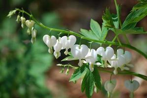 Flowering White Bleeding Heart Plant photo