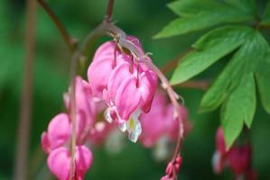 Pretty Blooming Pink Bleeding Heart Flower photo