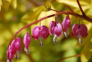 corazón sangrante rosa floreciente foto