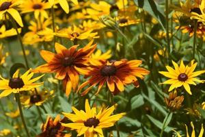 Vibrant Black Eyed Susan Daisies in the Spring photo