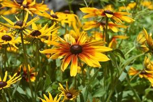 Precious Abundance of Black Eyed Susans In Nature photo