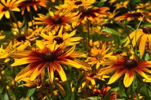 Beautiful Close Up of a Black Eyed Susan photo