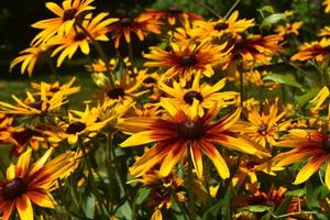 Gorgeous Black Eyed Susans Blooming in a Garden photo